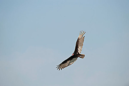 美洲鹫,红头美洲鹫,佛罗里达,美国