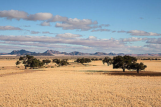 风景,沙丘,草,草原,骆驼,刺,树,塞斯瑞姆,露营,纳米布沙漠,纳米比沙漠,公园,纳米比亚,非洲