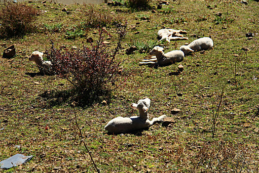 在草地上晒太阳的羊
