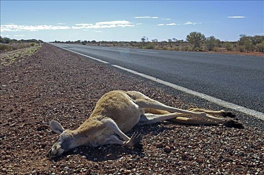 死,红袋鼠,公路,南澳大利亚,澳大利亚