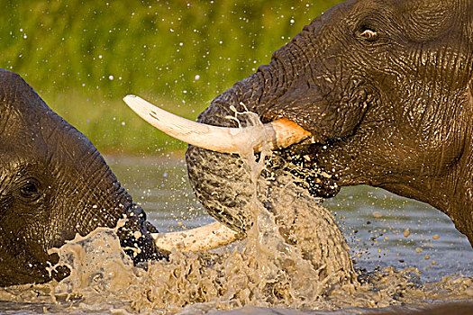 博茨瓦纳,乔贝国家公园,雄性动物,大象,非洲象,打斗,水池,萨维提,湿地,下雨,季节