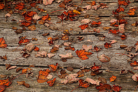 木板上的红叶
