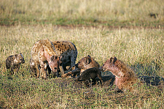 斑点土狼,斑鬣狗,女性,幼兽,巢穴,马赛马拉国家保护区,肯尼亚,非洲