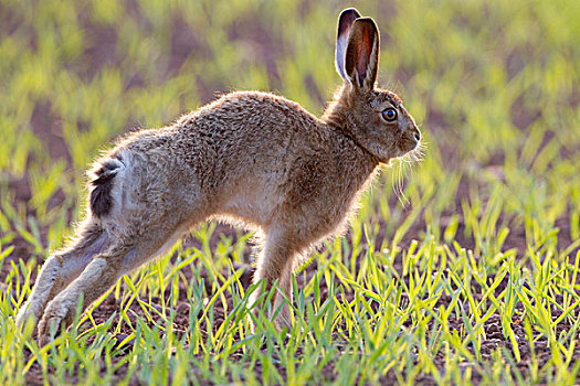 欧洲野兔,不成熟,伸展,逆光,作物,地点,晚间,阳光,苏格兰边境,苏格兰,英国,欧洲