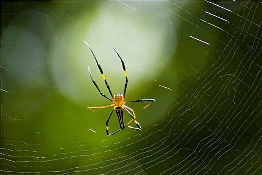 蜘蛛,蜘蛛网,绿色背景