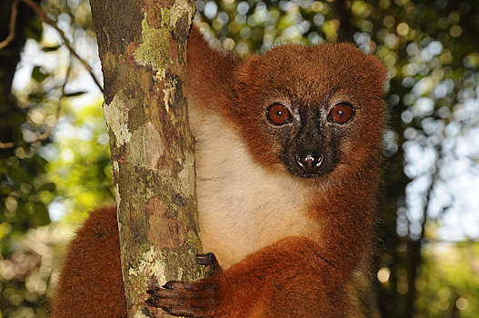 狐猴,褐色的狐猴,雨林,东南部,马达加斯加,非洲