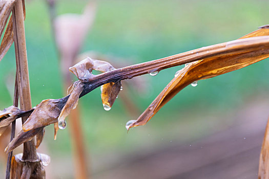 雨水