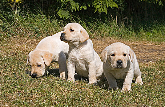黄色拉布拉多犬,三个,小动物,坐,站立,英格兰,英国,欧洲