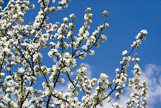 苹果花