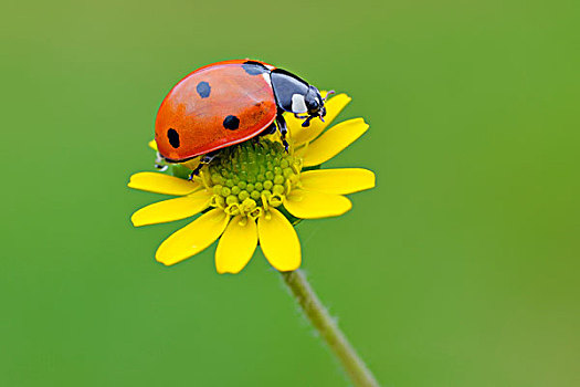 七星瓢虫,花