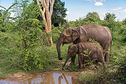 印度象,斯里兰卡人,大象,成年,女性,幼兽,水潭,国家公园,斯里兰卡,亚洲