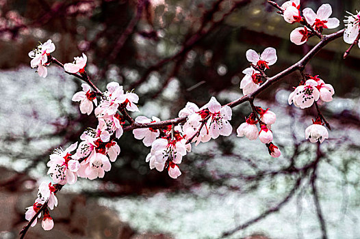 四月飞雪,中国长春城区鲜花与雪花争艳