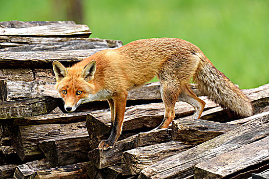红狐,狐属,站立,木头,堆,苏黎世,瑞士,欧洲