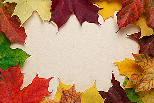 秋天,枫叶,纸,表面,横图