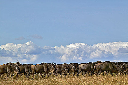 角马,牧群,马赛马拉,肯尼亚