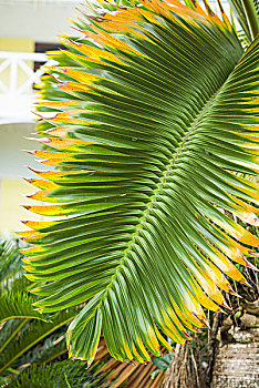 尼维斯岛,棕榈树