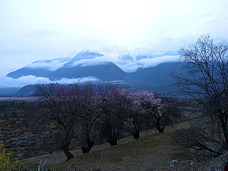 西藏,风光,建筑,花海,山沟,梨花,桃花,林芝,村庄