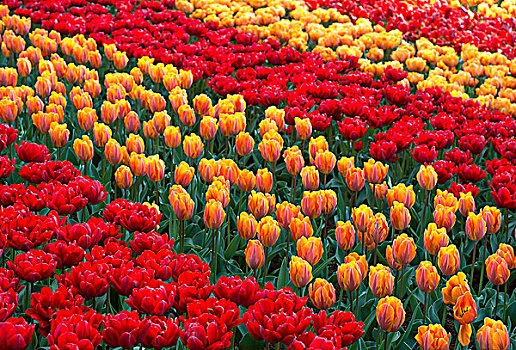 花坛,红色,黄色,郁金香,郁金香属,库肯霍夫公园,荷兰,欧洲