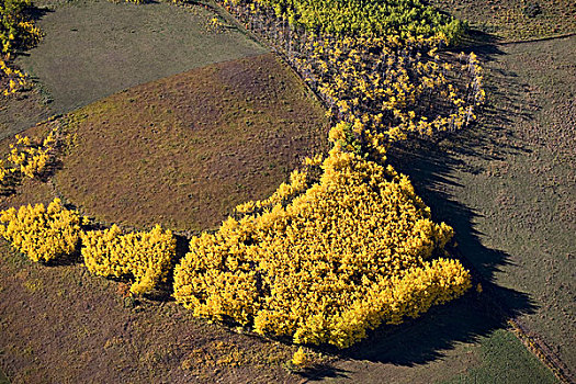 金色,树,艾伯塔省,加拿大