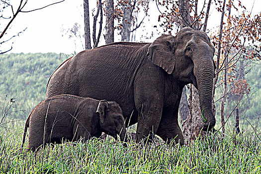 印度,喀拉拉,佩里亚国家公园,野生,亚洲,大象,走,树林