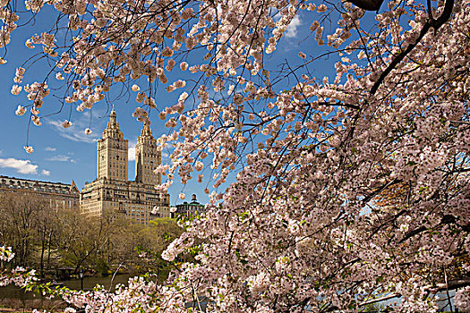 樱花,中央公园,曼哈顿,双子塔,西部,背景