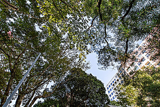 现代建筑和树木