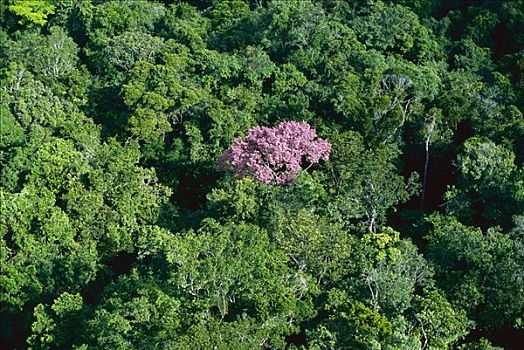 树,树荫,卡奈伊玛国家公园,委内瑞拉