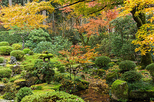 漂亮,日式庭园,秋天