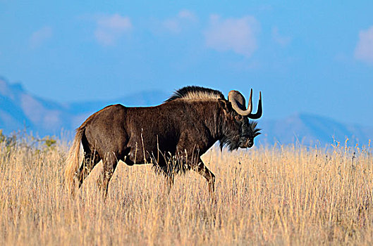 黑色,角马,白尾,成年,雄性,走,干草,斑马山国家公园,东开普省,南非,非洲