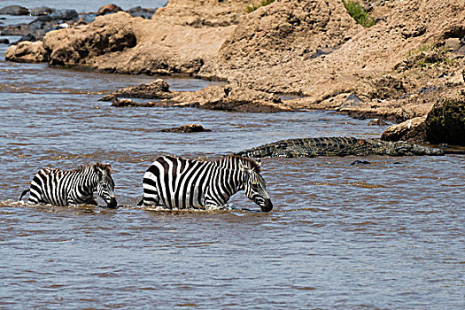 斑马,马,穿过,马拉河,马赛马拉国家保护区,肯尼亚,非洲