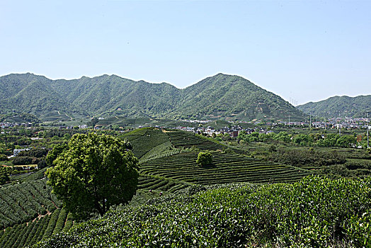 杭州龙坞茶镇茶园
