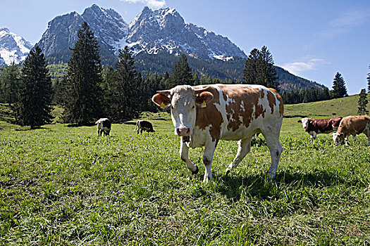 母牛,草场,楚格峰,上巴伐利亚,巴伐利亚,德国,欧洲