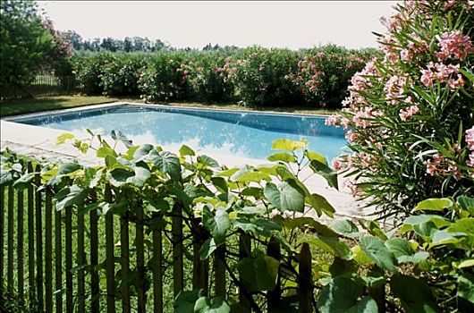 法国,方特维雷,游泳池,绿色,花园,树篱,叶子,前景