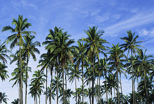 美国,夏威夷,考艾岛,椰树,树,椰