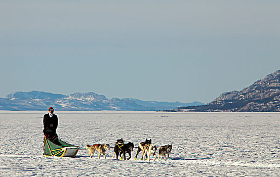 男人,跑,驾驶,狗拉雪橇,团队,雪橇狗,阿拉斯加,爱斯基摩犬,冰冻,育空地区,加拿大