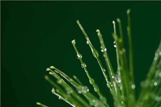 清新,植物,水滴