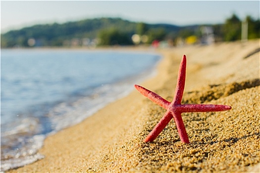 暑假,假日,旅行,海滩,海星