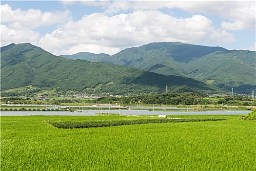 绿色,风景,韩国