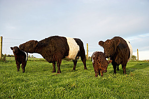母牛,科茨沃尔德,格洛斯特郡,英格兰