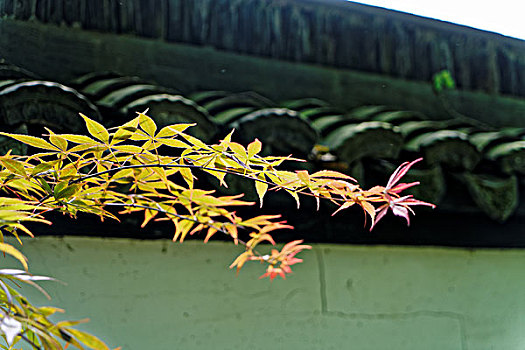 上海松江醉白池风光