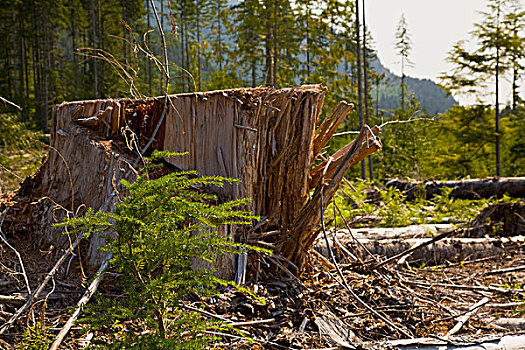 木,麋鹿,不列颠哥伦比亚省,加拿大