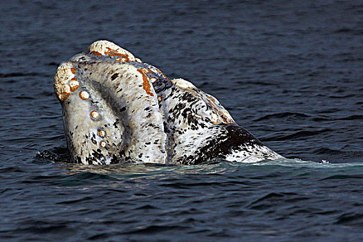 南露脊鲸,平面,瓦尔德斯半岛,阿根廷