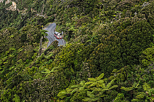 卡车,道路,密集,雨,树林,帕帕罗瓦国家公园,南岛,新西兰,大洋洲