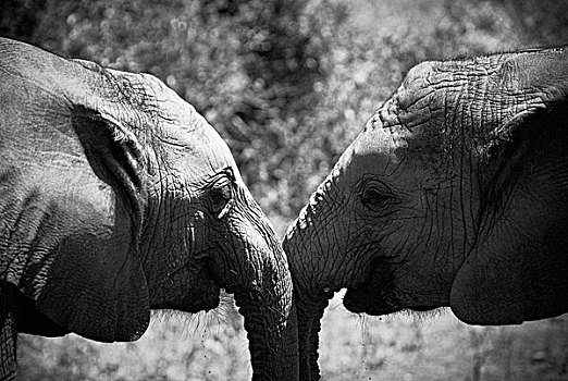 大象,相爱