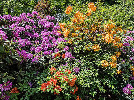 彩色,杜鹃花属植物,植物,公园,法国,花园,策勒,德国