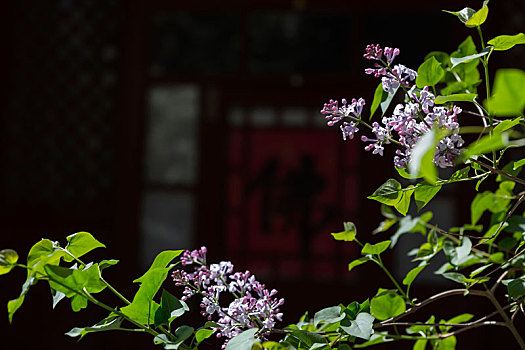 北京法源寺的春色