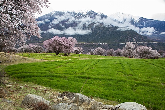 野桃花观赏圣地索松村