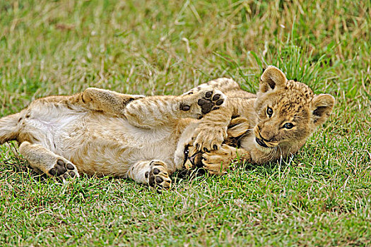 一对,幼狮,玩,马塞马拉野生动物保护区,肯尼亚