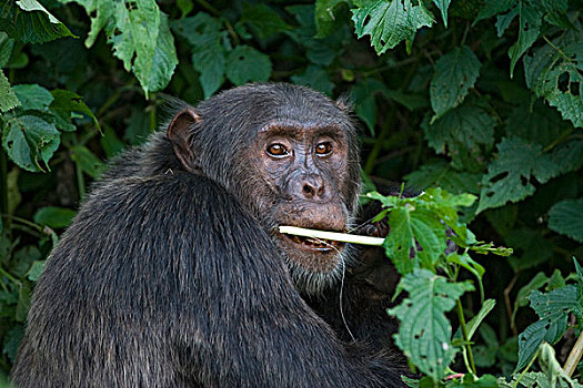 黑猩猩,类人猿,喂食,西部,乌干达
