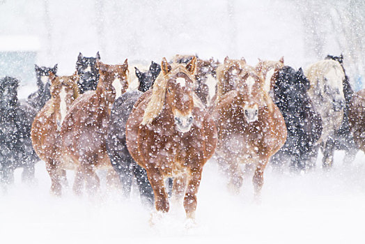 暴风雪,马